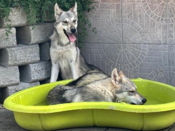 ARIA e LUCKY CANI LUPO CECOSLOVACCO Foto 7